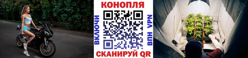 Каннабис сатива Калининец